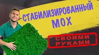 Как сделать своими руками панно из стабилизированного мха. Стабилизированный мох в домашних условиях