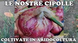 Le nostre cipolle coltivate in aridocoltura: il tempismo è fondamentale!