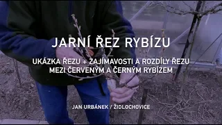 Jarní řez rybízu – ukázka řezu a zajímavosti