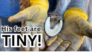 Satisfying HOOF trim ~ Farrier~ TINIEST horse in the BARN! ~