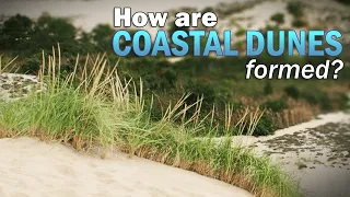 How Are Coastal Dunes Formed?