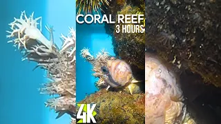 3 HRS Relaxing Oceanic Screensaver with Calming Music for iPhone & Tablet - 4K Funny Coral Reef Fish