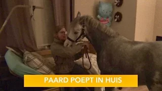 PAARD POEPT IN HUIS  | PaardenpraatTV