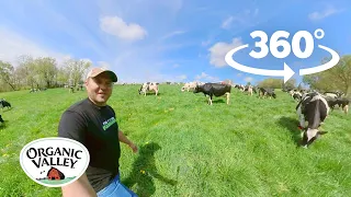 Cows are out on a Wisconsin Farm  | 360° VR | Organic Valley