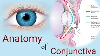 Anatomy of Conjunctiva || conjunctival parts and layers ||Human eye