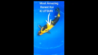 The Ultimate Discovery: Rare Ki Utsuri Koi Unveiled