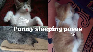 Cat funny sleeping poses