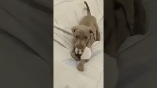 Weimaraner puppy sleeping