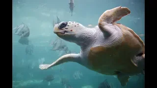 Facts: The Loggerhead Sea Turtle