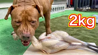 ASMR PITBULL EATING RAW WHOLE CHICKEN