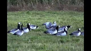 Zosis savvaļas zālājos / Geese in wild grasslands