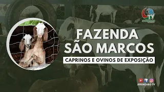 CAPRINOS E OVINOS DE EXPOSIÇÃO DA FAZENDA SÃO MARCOS, JEREMOABO/BA