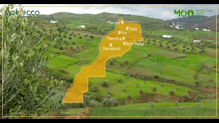 The main regions of Moroccan Olive Oil cultivation