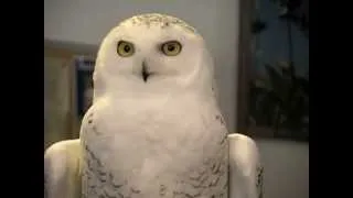 The Magic of The Snowy Owl