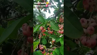 Water Apple😋🤤| Nature Love 💕 Part 4| Apple Mihi 🍎