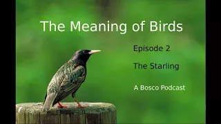 The Starling - The Meaning of Birds episode 2