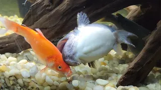 My Gulper Catfish Moby Keeps On Eating His Friends!