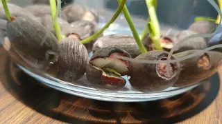 Mini Lotus Seed Growing Timelapse Vlog - 23 Days