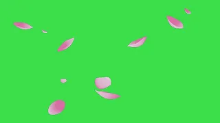 Free Green Screen   Falling Sakura Cherry Blossom Leaf