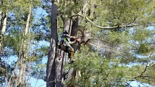 Hazard White Pine Removal