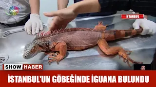 İstanbul'un göbeğinde iguana bulundu!