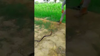 cobra Snake run to attack