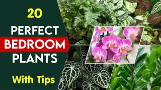 20 perfect indoor plants for bedroom | Indoor bedroom houseplants | Oxygen plants for bedroom