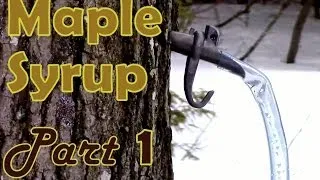 Making Maple Syrup- Part 1- How to Select & Tap a Maple Tree