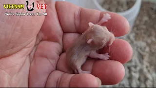 This is the Smallest Pet You have seen Ever - Cutest Baby Hamsters