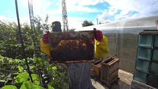 Пересадка пчел из ловушки в улей. И немного о пчеловодстве от чайника для чайников.