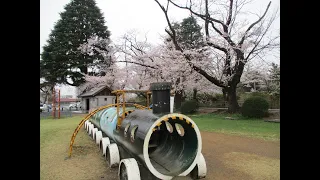『城之内公園（群馬県邑楽郡大泉町）』公園の周囲に爛漫と咲き誇るソメイヨシノ桜Ｐａｒｔ２