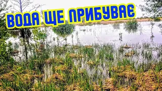 Вода з Десни ще прибуває #наприроді #лайфканал #повіньнадесні