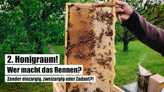 Imkerei Bienenwiese - 2. Honigraum, wer macht das Rennen? Zander einzargig, zweizargig oder Zadant?