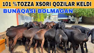 MIRZABEK TOJIKISTONDAN N-1 XSORI QOZILARNI OLIB KELDI SHOSHILING