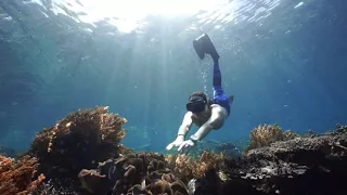 SCUBA DIVING IN ALOR | INDONESIA