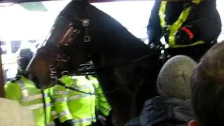 West Ham vs. Millwall, Mad police-horse