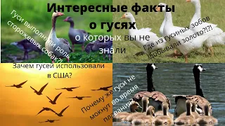 ИНТЕРЕСНЫЕ ФАКТЫ О ГУСЯХ О КОТОРЫХ ВЫ НЕ ЗНАЛИ|ФАКТЫ,ГАЙДЫ О ГУСЯХ.