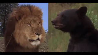 Major The Lion Vs The Bear 🦁 🐻