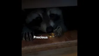 Raccoon LOTR