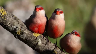 Delightful birds singing in the morning forest Sleeping sounds of nature How birds sing