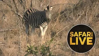 safariLIVE - Sunset Safari - August 20, 2018
