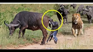 Mother Buffalo Gives Birth To Baby But Killed By Lions - Lion vs Buffalo Battle still battle