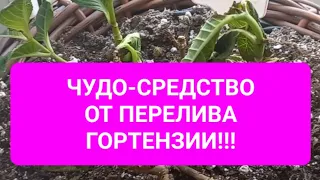 Профилактика от перелива гортензии и чудо-средство для его лечения!