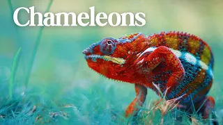 Chameleons changing colors - The Amazing Secrets [4K]