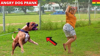 😂😂😂FAKE ANGRY BULL DOG PRANK! Loud Screams, Scatter & Laughter!