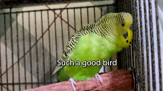 Sweet Birb - Boba the Budgie - Talking Parakeet