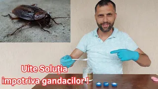 Get rid of Cockroaches with this Bio solution made at home