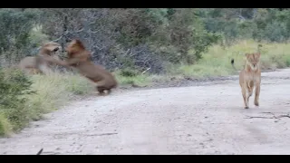 Big Male Lions Battle Over a Lioness