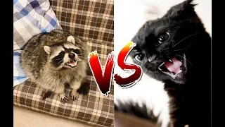 Black Cat attacked Raccoon