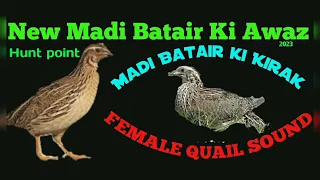 Kirak | New madi batair ki awaz |female quail sound | common quail sound | Hunt point